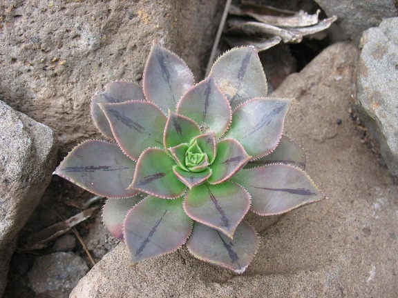 Остров Тенерифе