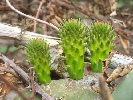 Остров Тенерифе