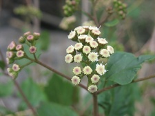 Остров Тенерифе