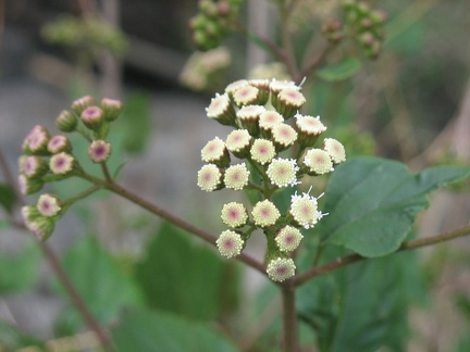 Остров Тенерифе