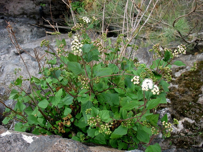Остров Тенерифе