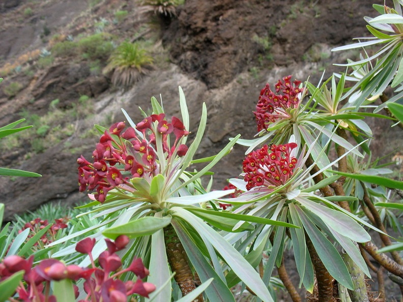 Остров Тенерифе