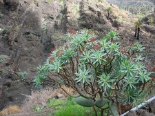 Остров Тенерифе