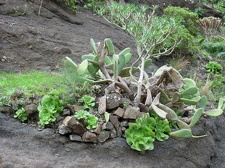 Остров Тенерифе