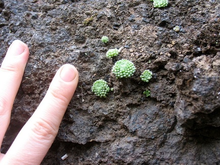 Остров Тенерифе