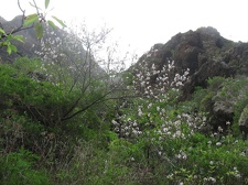 Остров Тенерифе