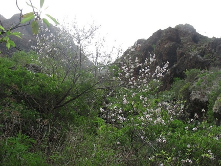 Остров Тенерифе