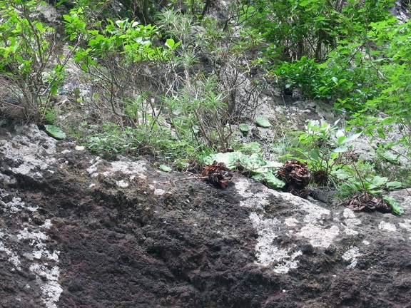 Остров Тенерифе