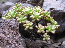 Остров Тенерифе