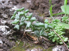 Остров Тенерифе