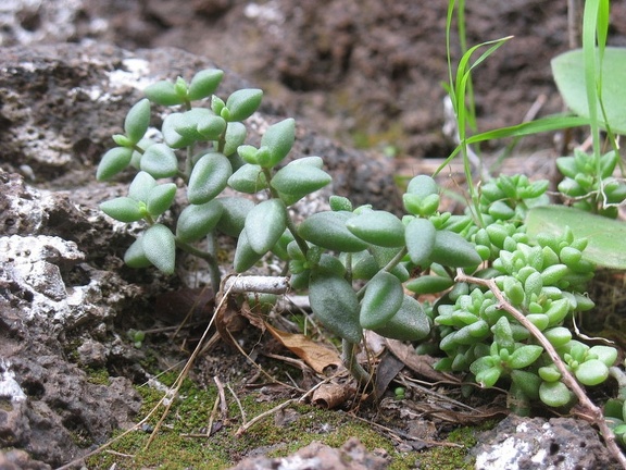 Остров Тенерифе