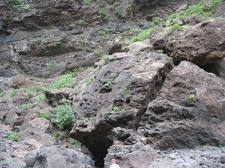 Остров Тенерифе