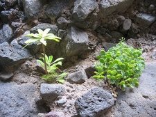 Остров Тенерифе