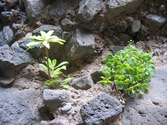 Остров Тенерифе