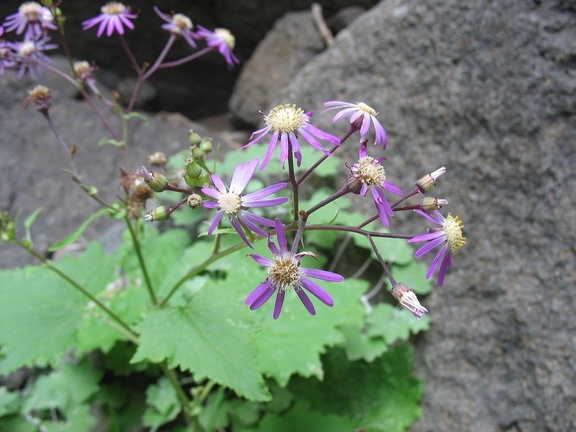 Остров Тенерифе