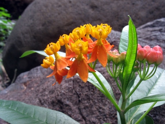 Остров Тенерифе