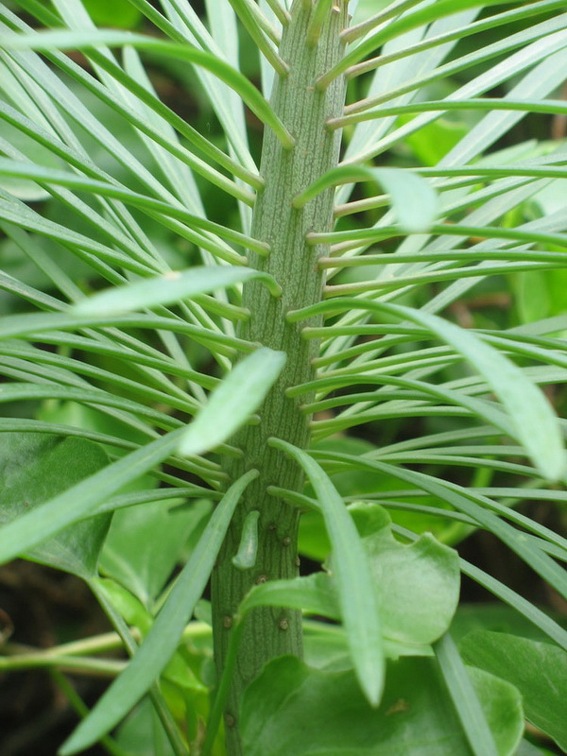 Остров Тенерифе