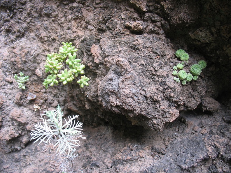 Остров Тенерифе