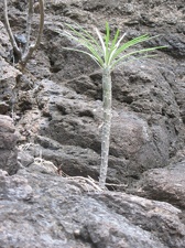 Остров Тенерифе