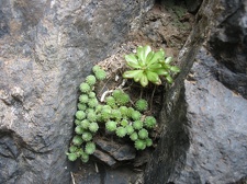 Остров Тенерифе