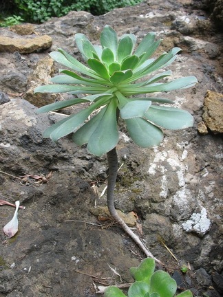 Остров Тенерифе