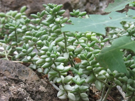 Остров Тенерифе