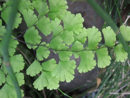 Остров Тенерифе