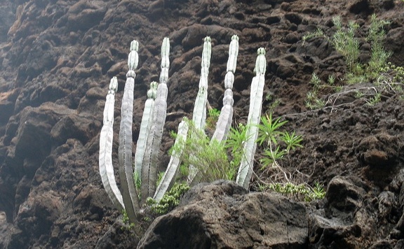 Остров Тенерифе