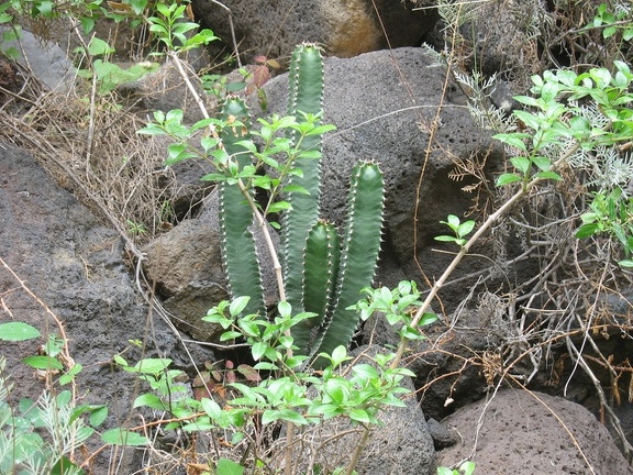 Остров Тенерифе