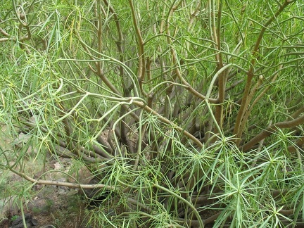 Остров Тенерифе