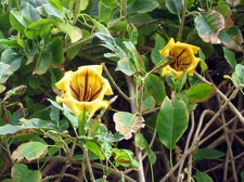 Остров Тенерифе