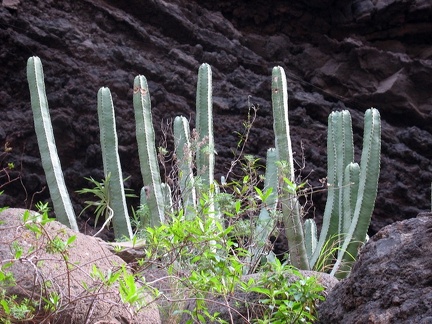 Остров Тенерифе