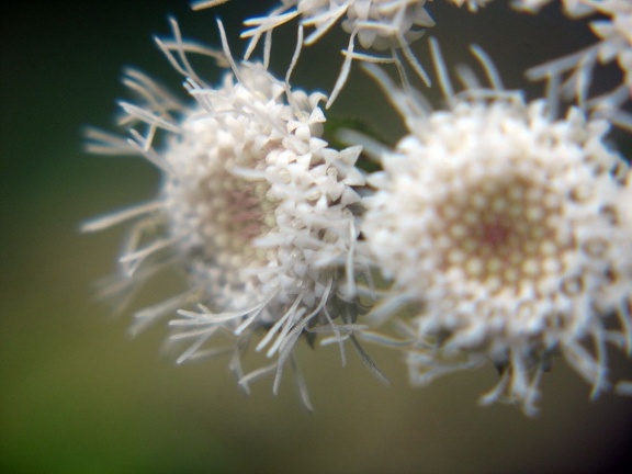 Остров Тенерифе