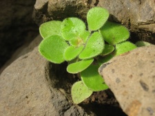 Остров Тенерифе