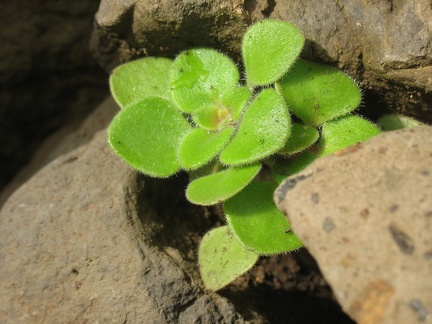 Остров Тенерифе