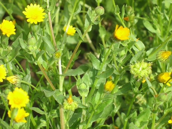 Остров Тенерифе