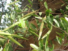 Остров Тенерифе