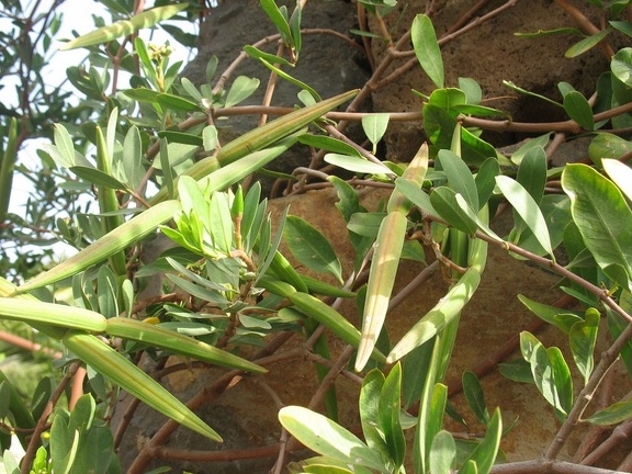 Остров Тенерифе