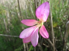 Остров Тенерифе