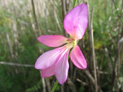 Остров Тенерифе