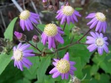 Остров Тенерифе