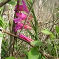 IMG_3887.jpg