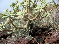 Остров Тенерифе