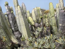 Остров Тенерифе