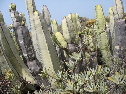 Остров Тенерифе