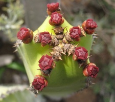 Остров Тенерифе