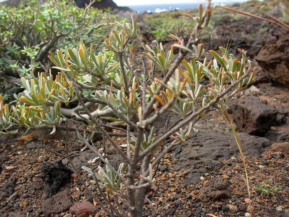 Остров Тенерифе