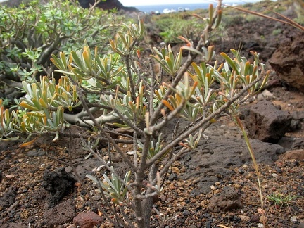 Остров Тенерифе