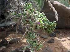 Остров Тенерифе