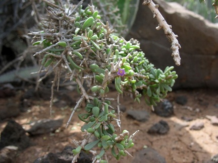 Остров Тенерифе